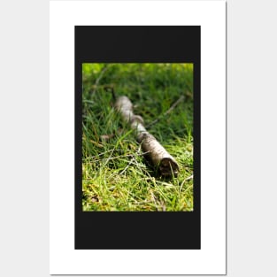 A twig - thin branch of a tree Posters and Art